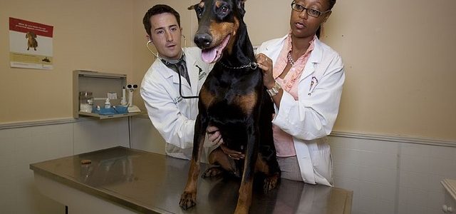 un grand chien chez le vétérinaire