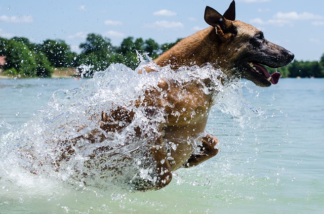 un chien dans l'eau avec collier étanche