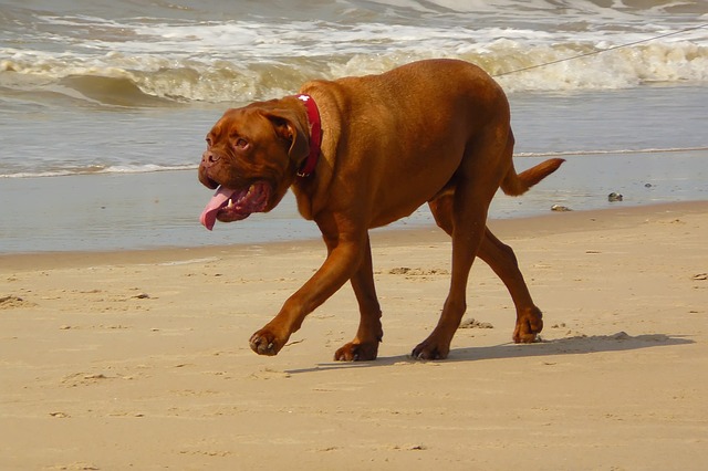 un gros chien marchant sur la plage avec un collier de dressage